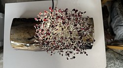 —————————-